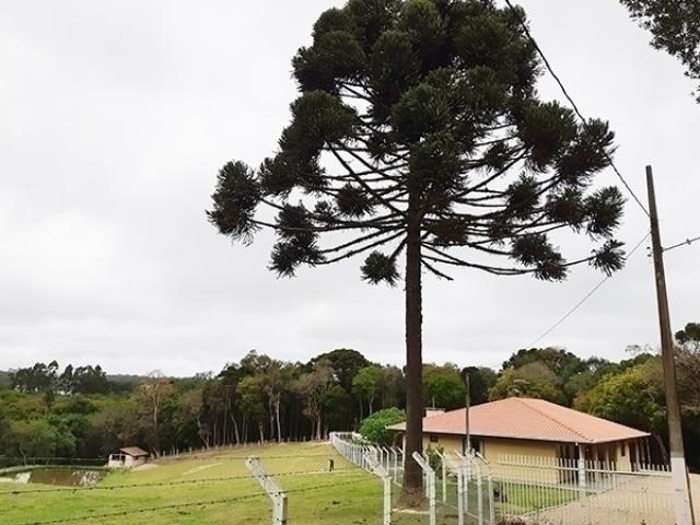 Venda em Inhaiva - São José dos Pinhais